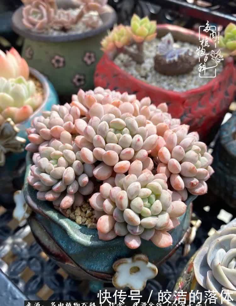 阳光露台多肉,天时地利人和!美肉知时节,当春乃发生!
