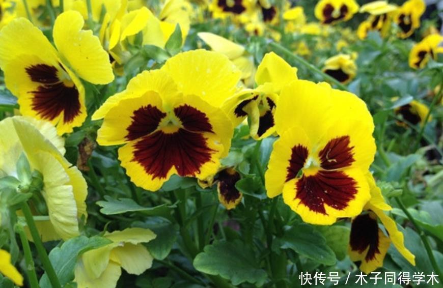 家养这些植物，阳台开出花海，美不胜收，谁见了都想养