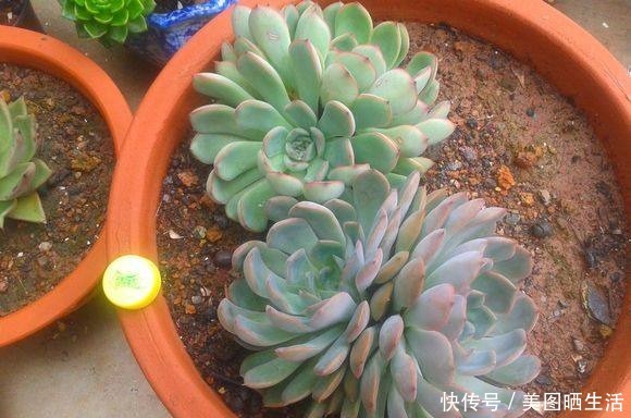 死党在农村屋顶露养多肉,好想搬几盆回家!死党在农村屋顶露养多肉,好想搬几盆回家!