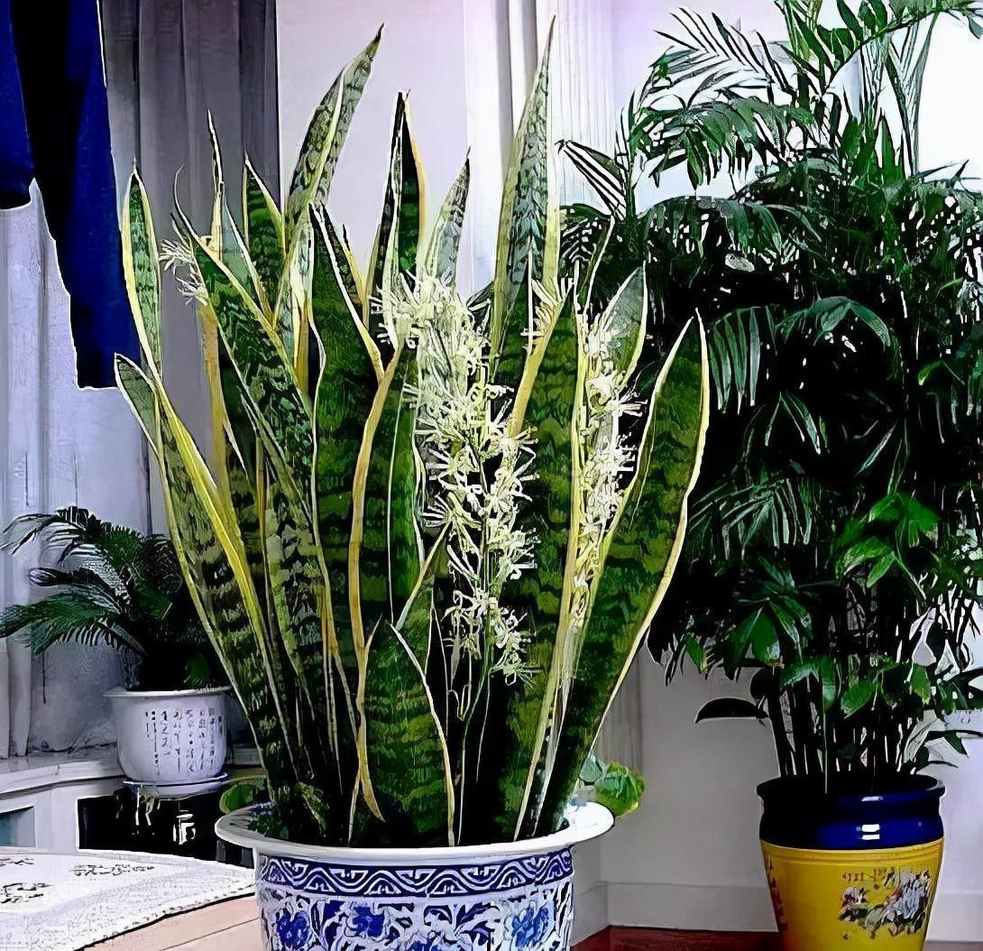 6种花“很吉祥”,建议养在卧室客厅,好看好养,还可当年宵花