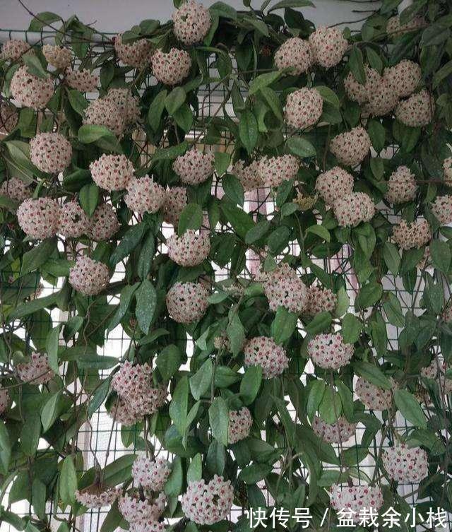 蕾丝|7种“香水花”,养一盆满屋生香,开花180天,好看又贵气