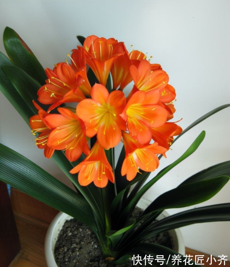 新手|君子兰烂根是什么原因？新手养兰要避免4点，根壮才能长势旺