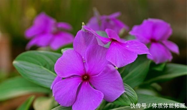 冬天花草别乱买，投资这几种，花期长，还很好养！