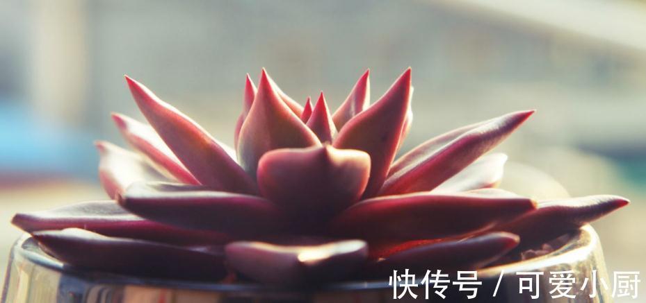 多肉养来养去总长不大，是这里出问题，肉友请来看这里