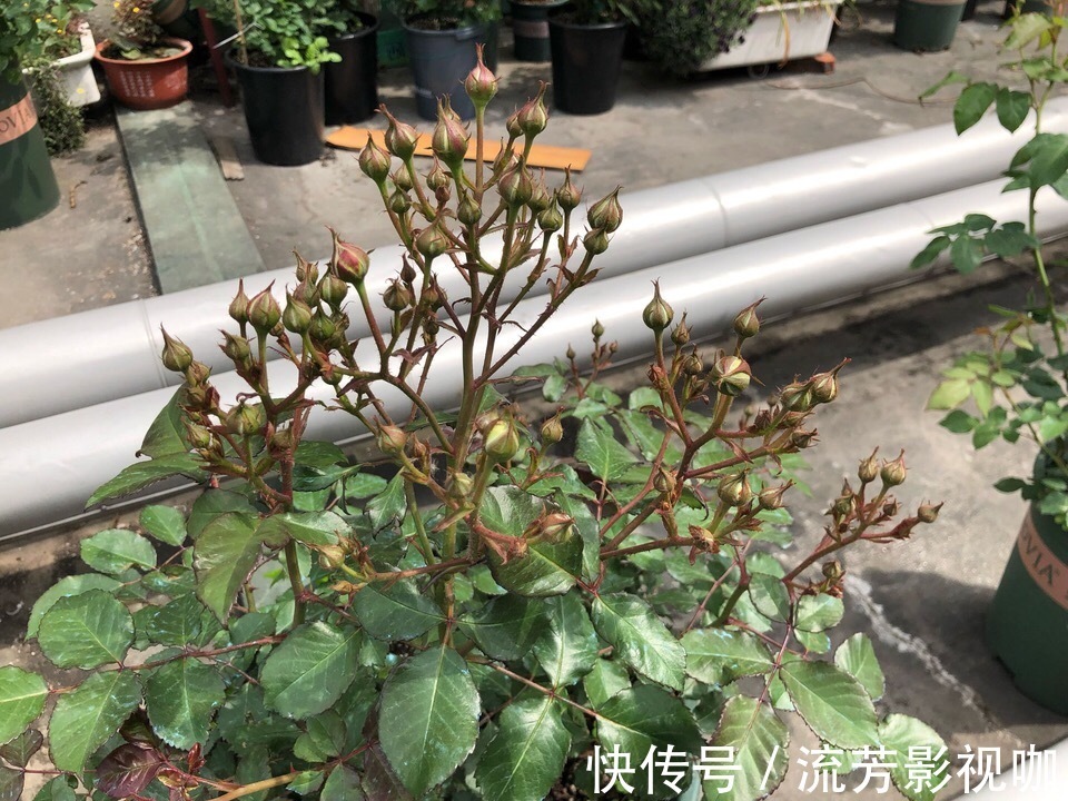 钾肥|想让月季开花多，记住5月做好“几件事”，花苞一茬又一茬