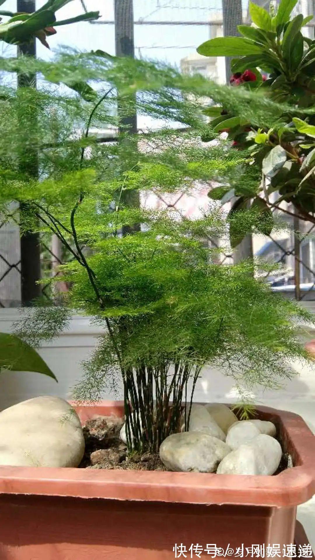 叶片|10种花特怕晒,越晒越黄叶,搬阴凉地儿才能活!