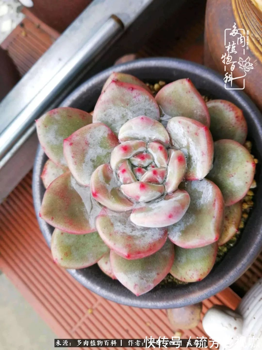 多肉|人生有时候就像多肉，不是不出彩，只是经历的时光还不够！