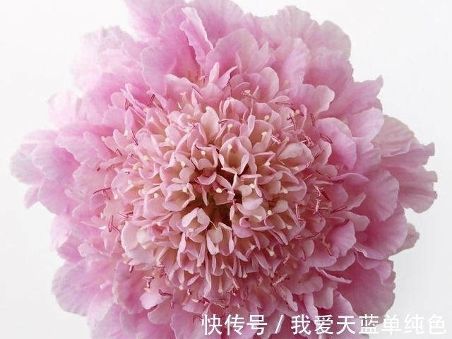 旧爱|七天后,执念不改,情深以致,回首旧爱,只念将来,成功指日可待