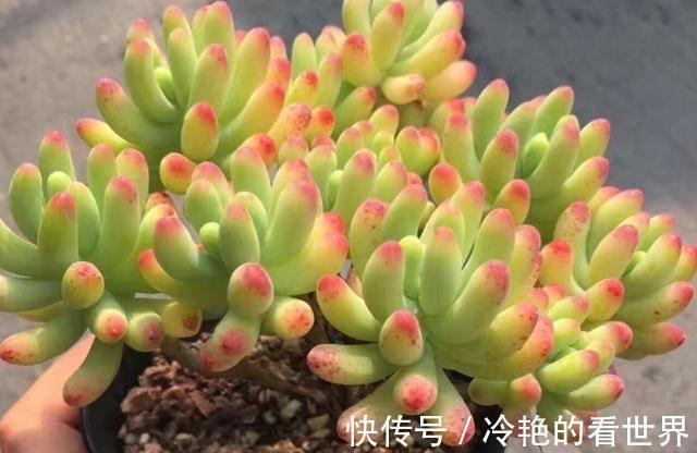 多肉植物|多肉果冻乙女心,自带果冻色,是果冻色系多肉里的颜值担当