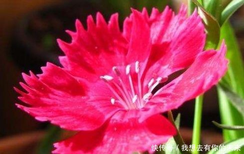 春季养此款花卉,花大服盆快,沾点水就疯长,开花勤还爱爆盆,美
