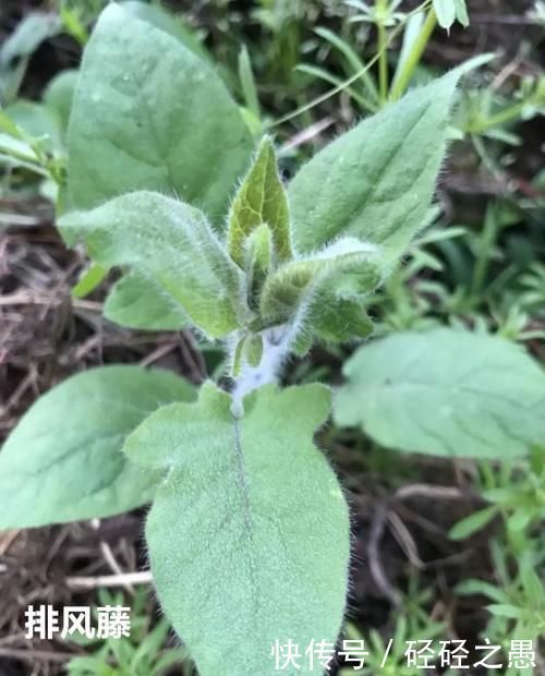 花根|一只咸鸭蛋,治病大功效!10大妙用法,横扫全身上下10种疾病!