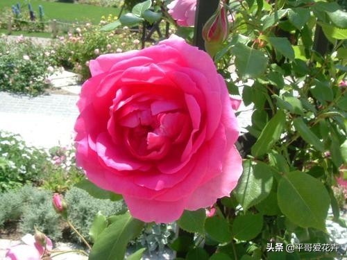 养花|“3种花”适合9月扦插,温度适宜,生根快,而且不黑腐、不烂根
