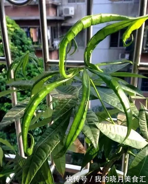 发财树叶子卷曲不好看,4个原因要纠正