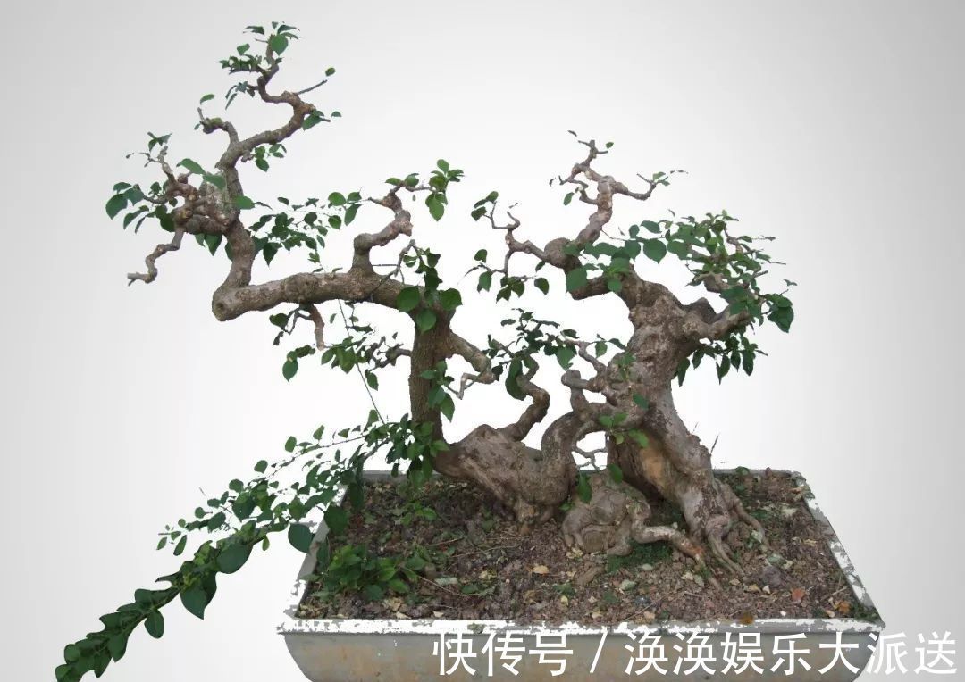 步曲|三角梅盆景制作6步曲,看懂了自己也能做出精美绝伦的三角梅盆景
