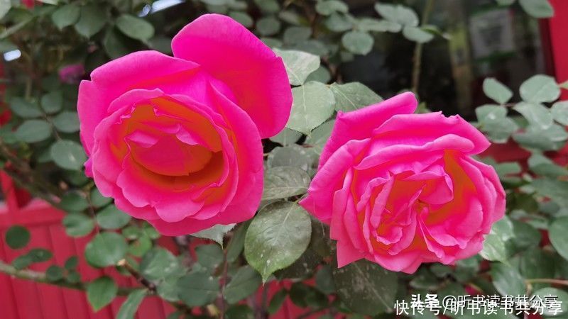 月季花|北京街头万千姿态的月季花，您最喜欢哪一种