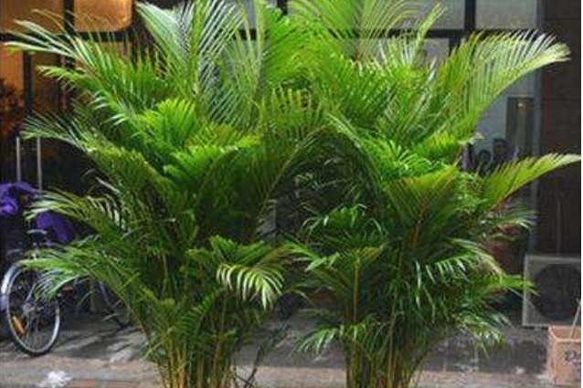 植物|有钱人都种的“镇宅树”,好看又好养,招财又进宝,你家有吗