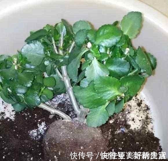 肥厚|给“3种花”换盆,一定不能浇“定根水”,否则烂根多,容易死亡!