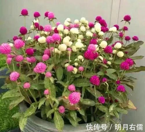适合新手养的3种花，花大色艳，一年多次开花，物美价廉