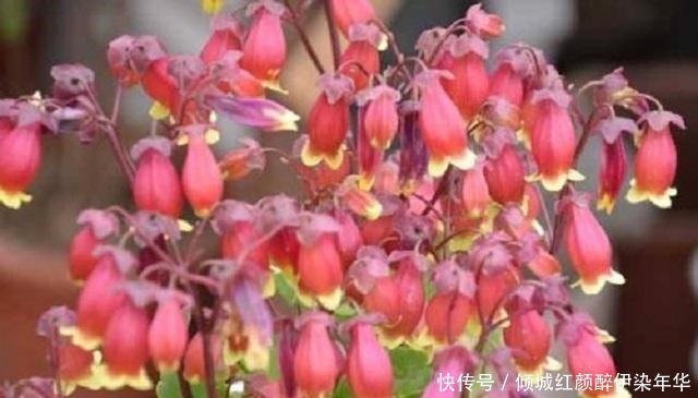 想要长寿盆栽多开花,少见太阳少浇水,很多人做错,难怪花卉枯萎