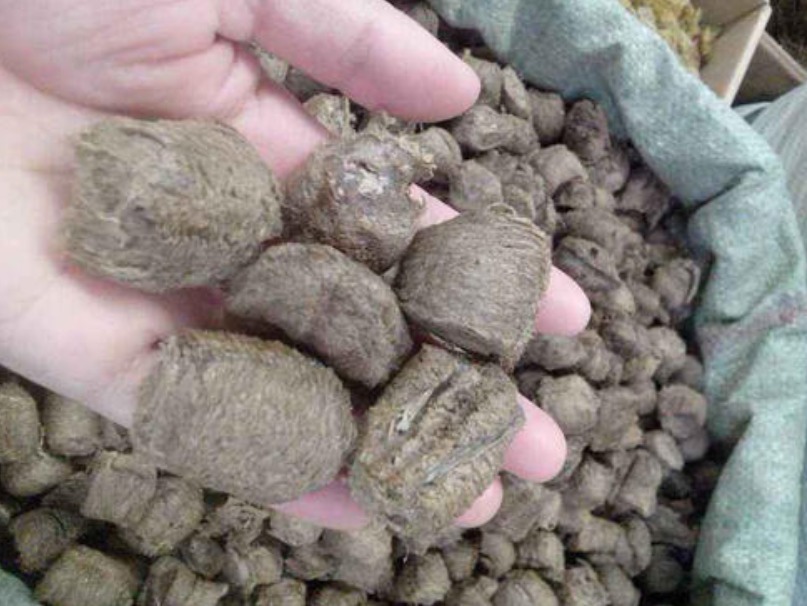 狗尿|若是在桑树上看到“拦狗尿”，赶紧拿回家，如今价值不菲