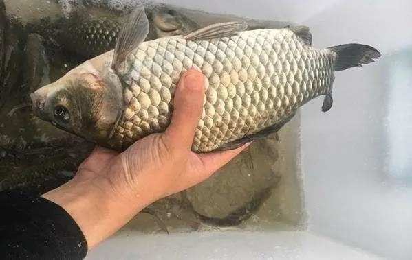 冬钓鲫鱼时,使用这一款饵料才适合,用过才知道有多好