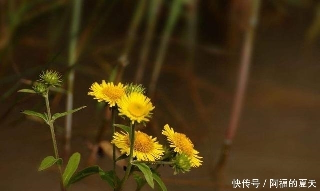 别把这种“菊”当做野菊花,它比野菊花更珍贵,价值更高!