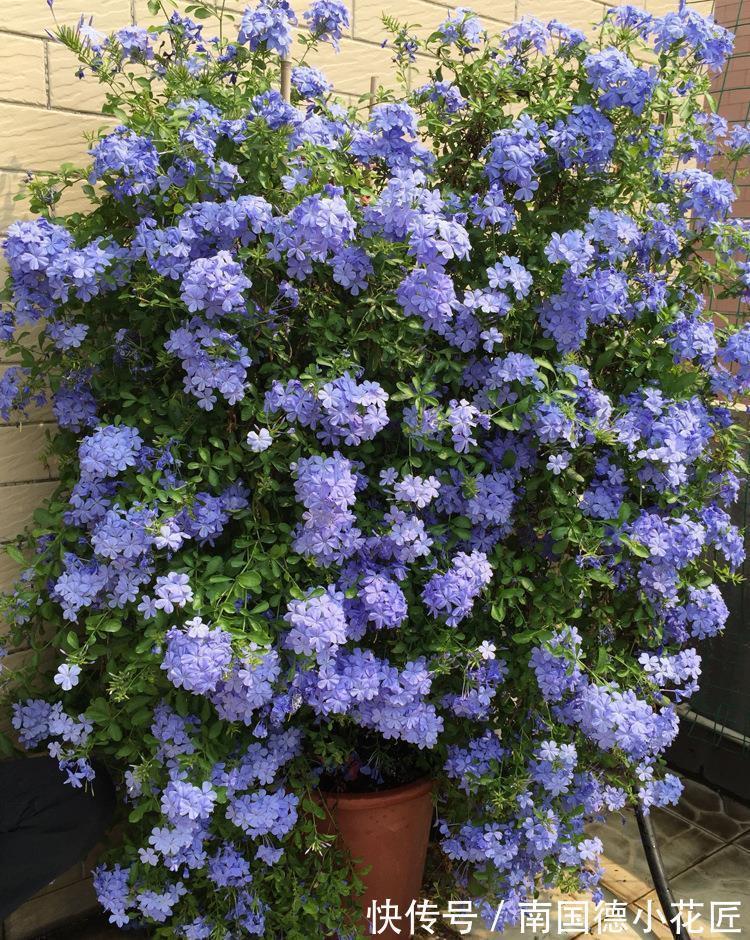 白掌|5种“漂亮花”,从来不生虫,家里干净卫生,花开不断,真省心