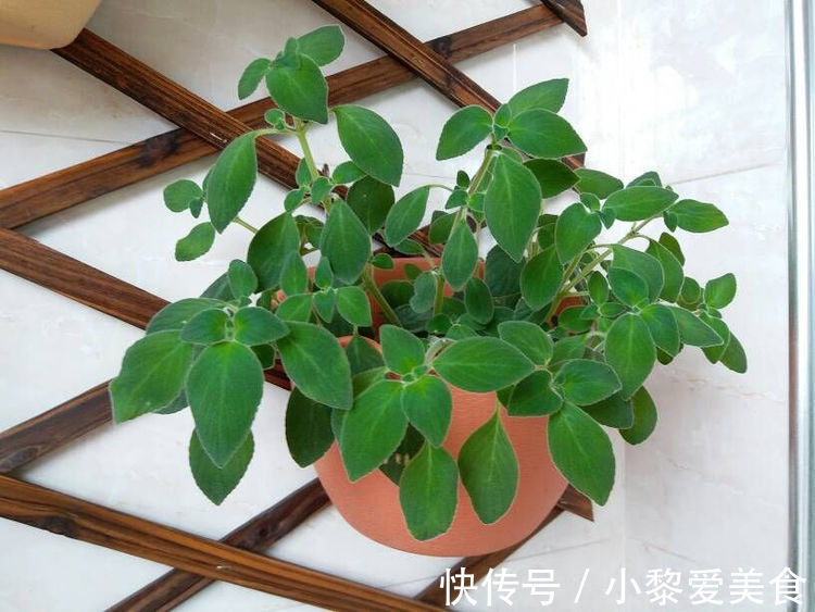 喜欢养玫瑰，就养盆“优良名品”土星王阳台，丰腴婀娜，富贵祥瑞