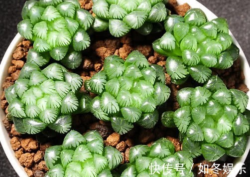 多肉姬玉露怎么养更饱满教你3个小妙招,养出晶莹剔透的姬玉露