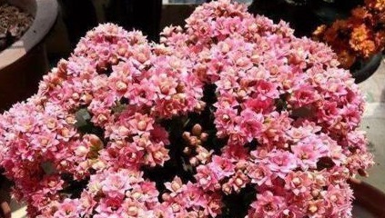 养长寿花，就得用“它”，盆里埋一个，一年不施肥也爆满盆！