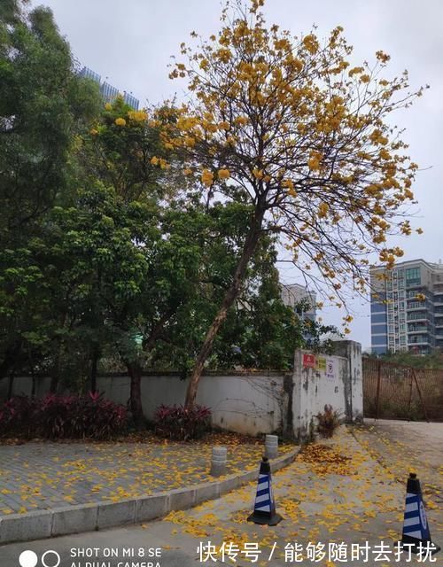 打扫|老话说老房子有人住“百年不倒”,一旦搬走3年就塌,为什么?