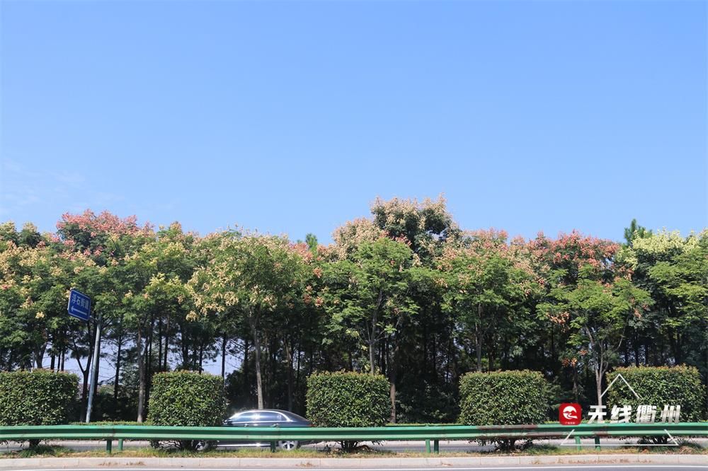 衢城|黄山栾树“拍了拍”你！一起来赏衢城秋日美景