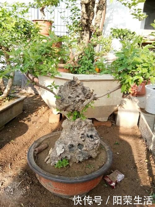 盆景|杂木盆景“性价比之王”黄荆：细芽初发身价高，不复当年柴火烧！