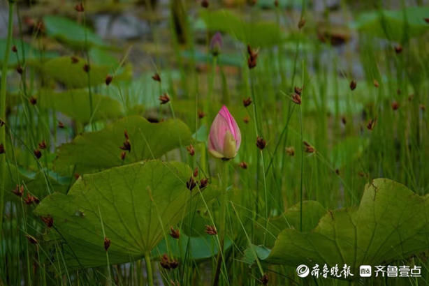 尖尖|行摄华山——小荷刚露尖尖角