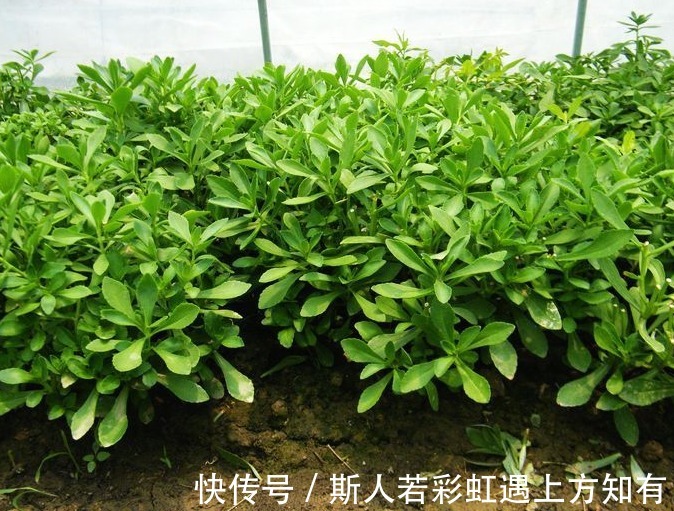 救心菜|乡下有种野菜，被称作“救心菜”“金不换”，价值很珍贵快要绝迹