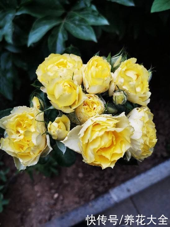 在家养盆护“迷你花”，花朵只有手心大，越养越喜欢