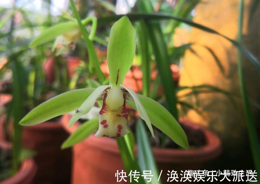 兰花|新手养兰,学会“3多3少”,兰花长得旺、常爆盆、开花多