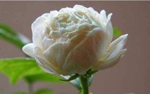 茉莉|此“香水花”,人称“天下第一香”,有土即活,花开200天,好养