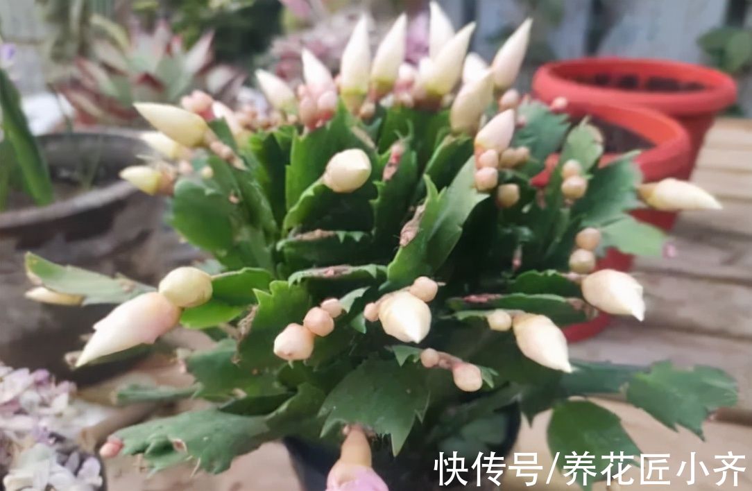 花苞|自根蟹爪兰养不好？避开这“6怕”，叶片肥厚，开成花瀑布