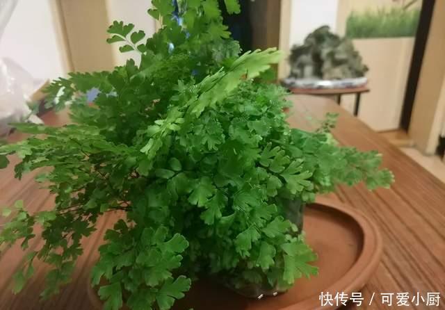 天生“体阴”的6种花,晒太阳易黄叶,阴一点反而长得绿油油