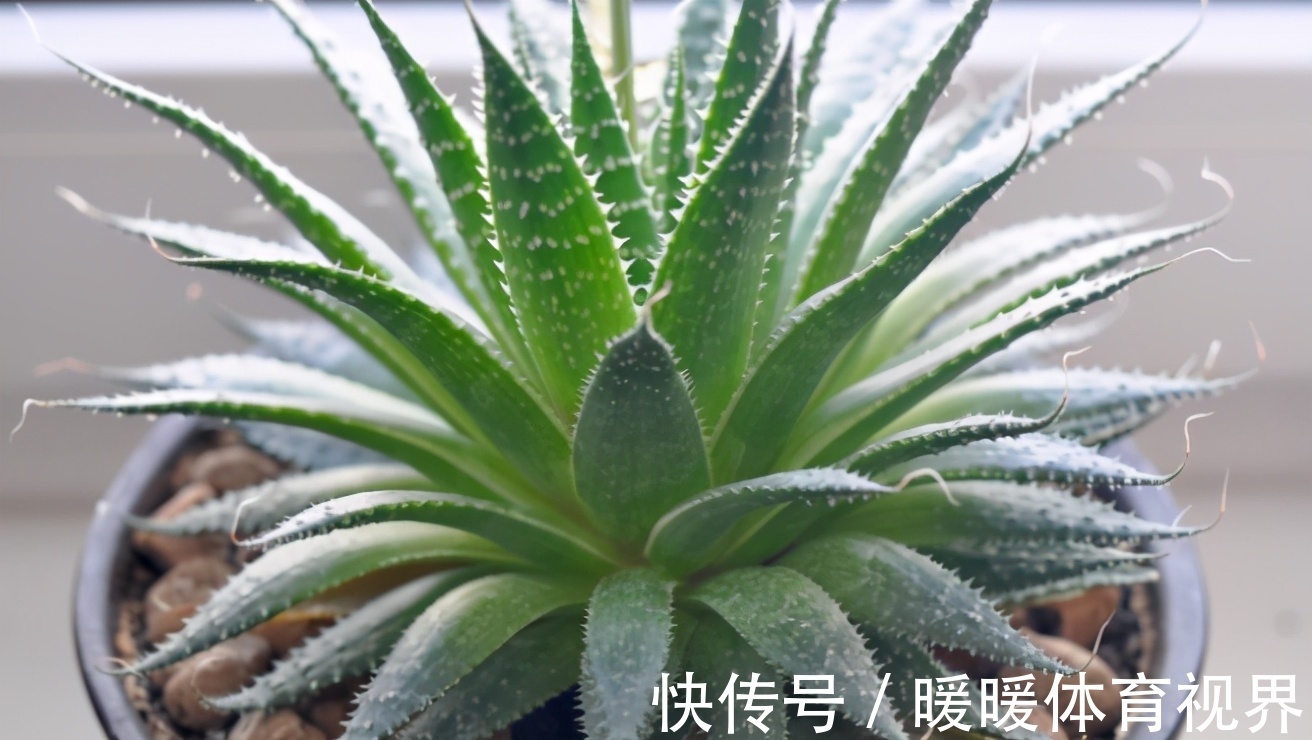 芦荟|这3款植物既能赏又能吃，盆栽养眼、养身！