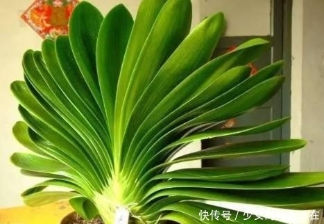 光线|家里光线不好就种这几种花,没有阳光也照样开花爆盆!