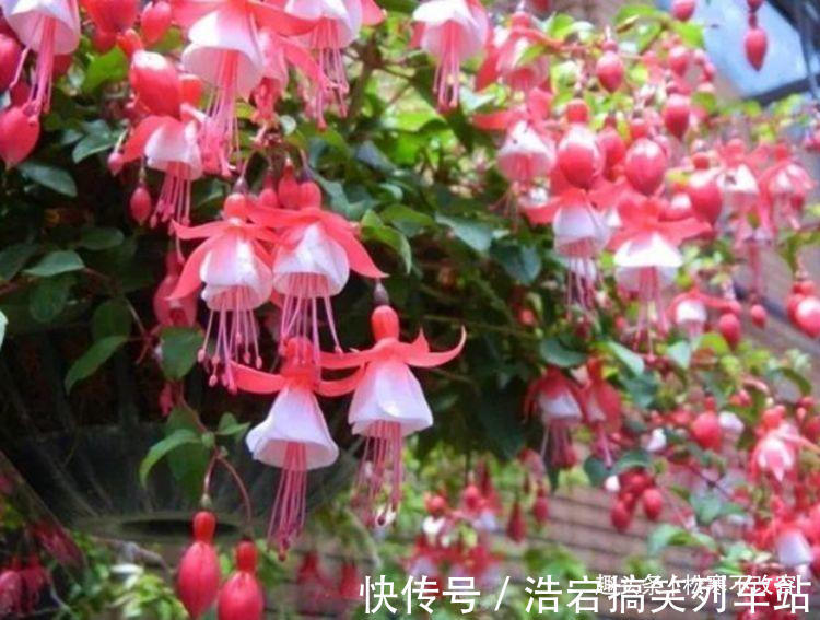 养花就养几种花，家里养一盆，寓意吉祥人人爱，家里养真适合