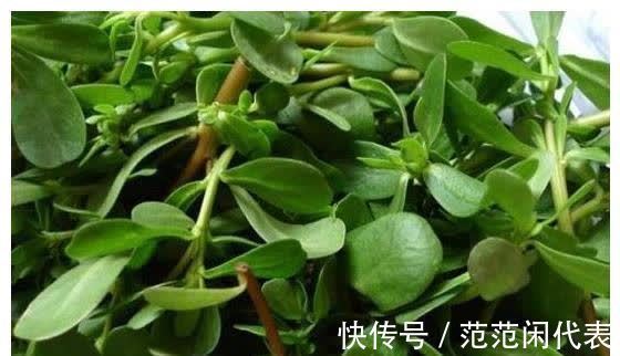 清热解毒|胃病的“大救星”来了,经常吃它,保护胃黏膜改善多年老胃病