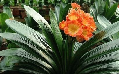 婆婆在家种了10年君子兰,没想根茎比我手臂还粗开花开得好奇怪