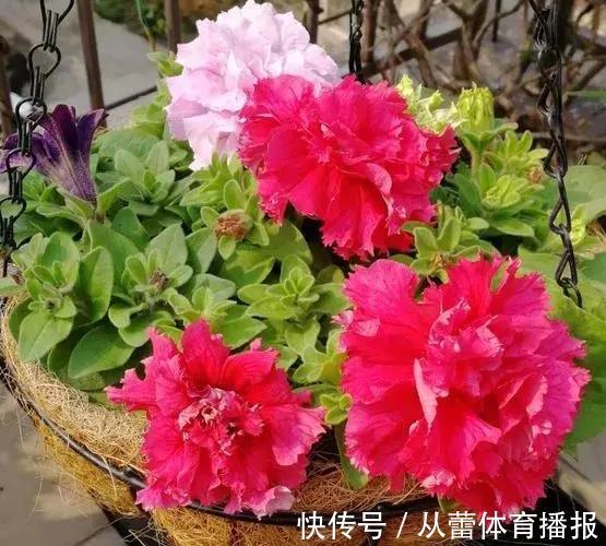 给花草换盆怕入坑？掌握6处正确做法，再不用烦恼伤亡问题