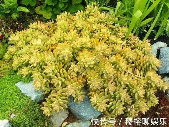 养花坏习惯不趁早摆脱这3臭毛病,居家盆栽长久不了