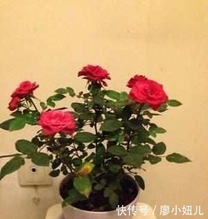强壮|老花农说:盆栽月季花一定要注意这几点,花开一整年太幸福了!
