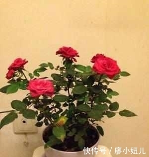 强壮|老花农说：盆栽月季花一定要注意这几点，花开一整年太幸福了！