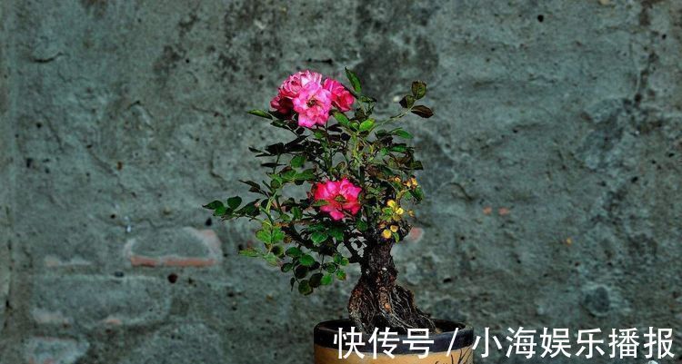 养花|香蕉可以用来养花一根香蕉解决养花大问题，花卉长爆盆不招虫